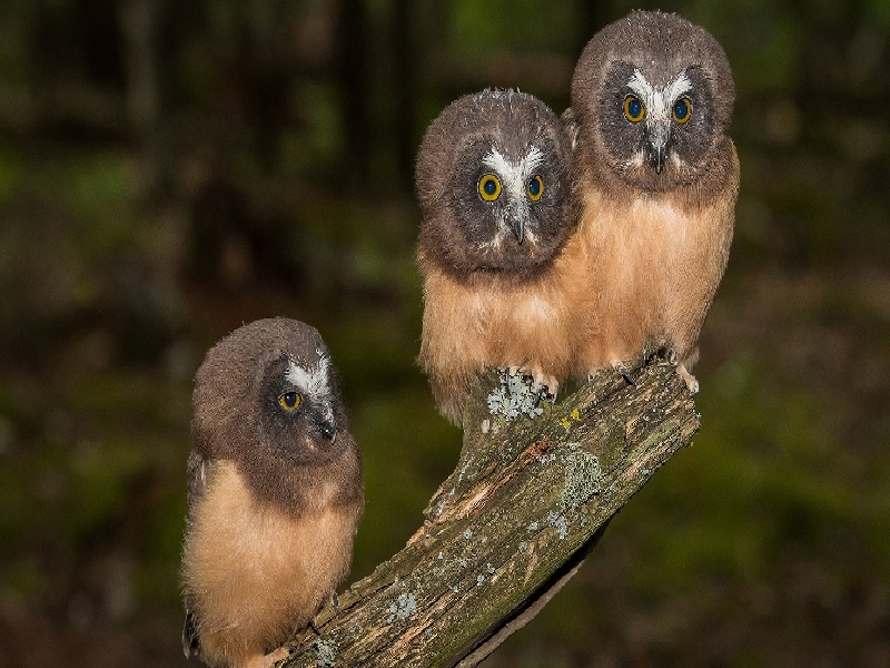 第十二次产检（37周）