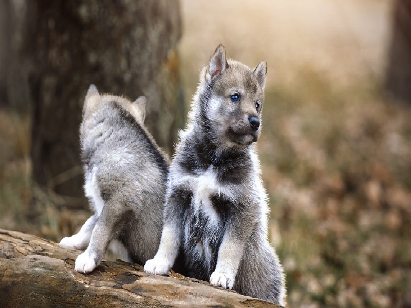 闭经供卵试管(流产内膜不均 试管)
