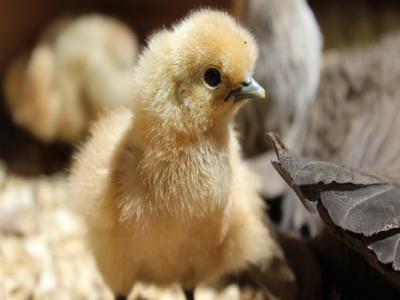 试管花瓶高低不平(试管培育5天)